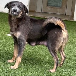 Photo of Vida 7023, adoptable Mixed Breed (Medium) in Loxahatchee, Florida