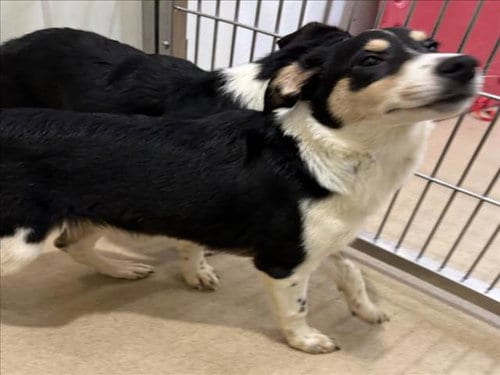 Photo of Blue, adoptable Border Collie in Derwood, Maryland