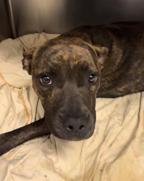 Photo of Kelly, adoptable Pit Bull Terrier in Chula Vista, California