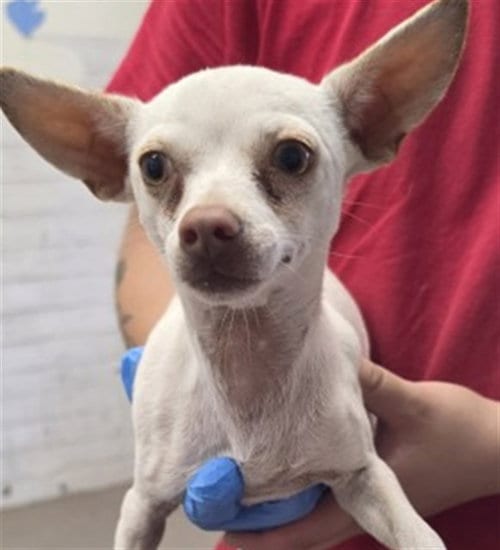 Photo of Arcie, adoptable Chihuahua in San Bernardino, California
