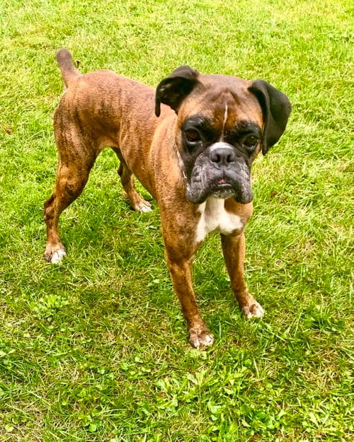 Photo of Skippy, adoptable Boxer in Monticello, New Jersey