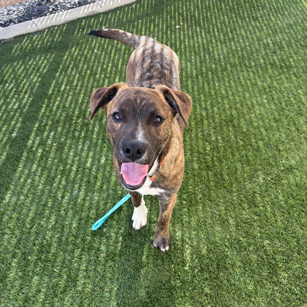 Photo of Cash, adoptable Coonhound / Terrier, American Pit Bull in Hayden, Idaho