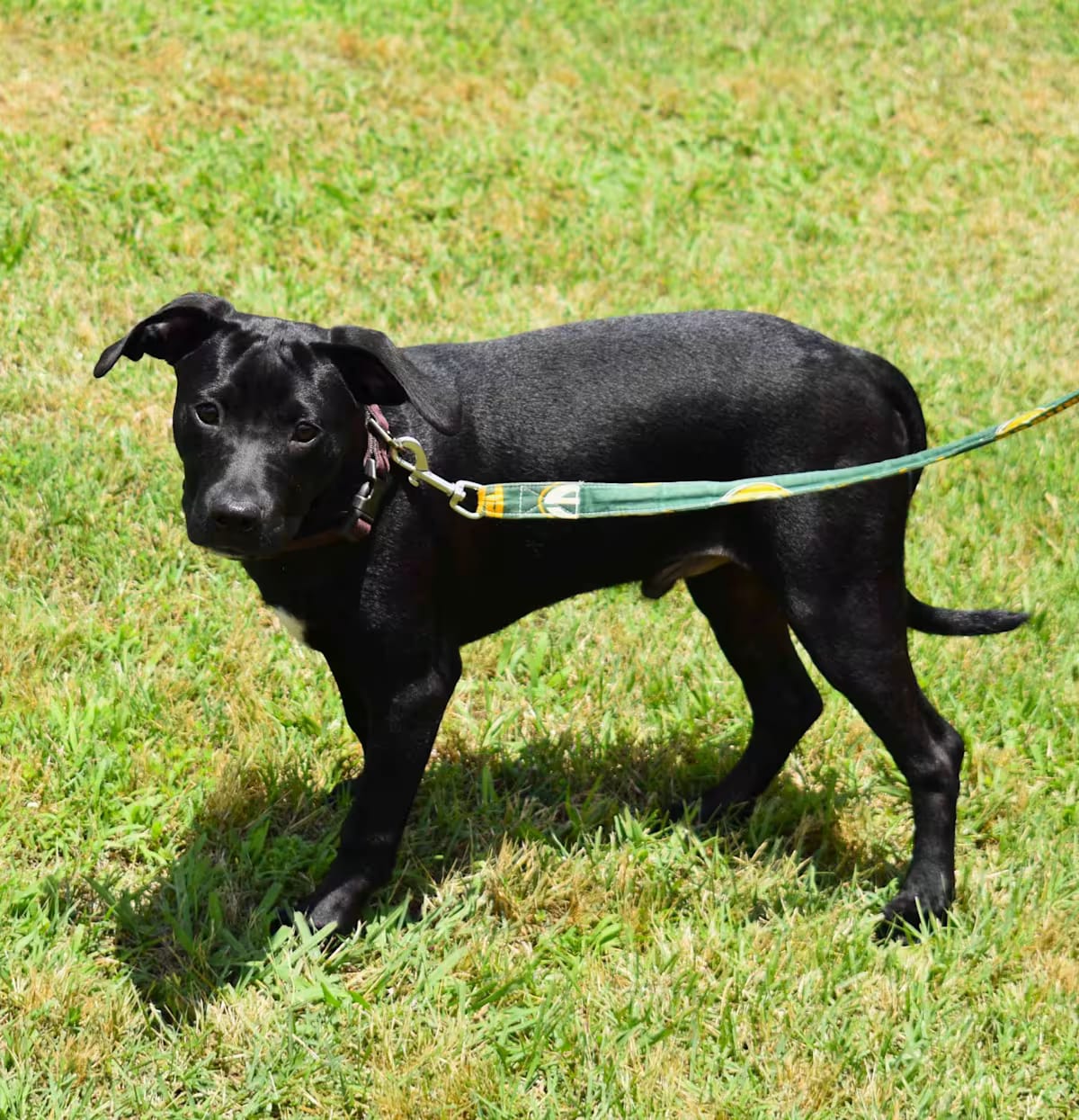 Photo of Jackson, adoptable Mixed Breed (Medium) in Searcy, Arkansas