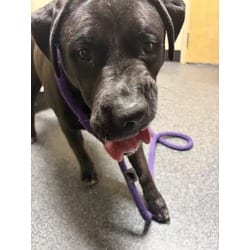 Photo of Kobe, adoptable Labrador Retriever in Roseville, California