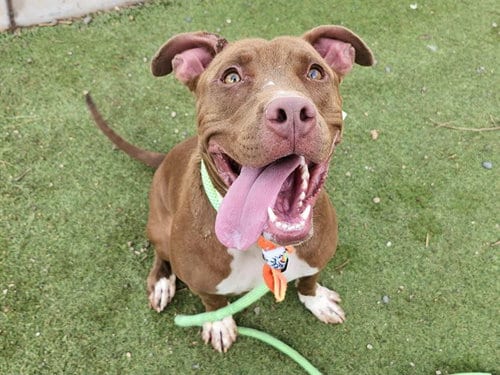Photo of Red, adoptable American Pit Bull Terrier in Phoenix, Arizona