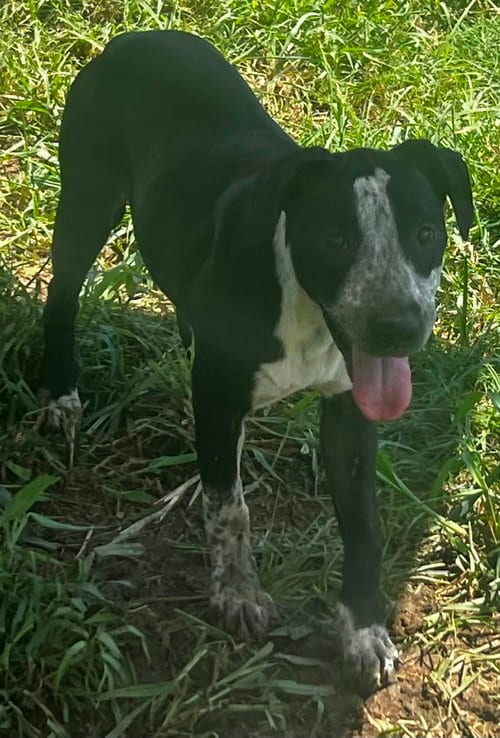 Photo of Kitkat, adoptable Hound in Pryor, Oklahoma