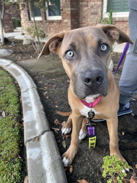 Photo of Indigo, adoptable Staffordshire Bull Terrier in Bakersfield, California