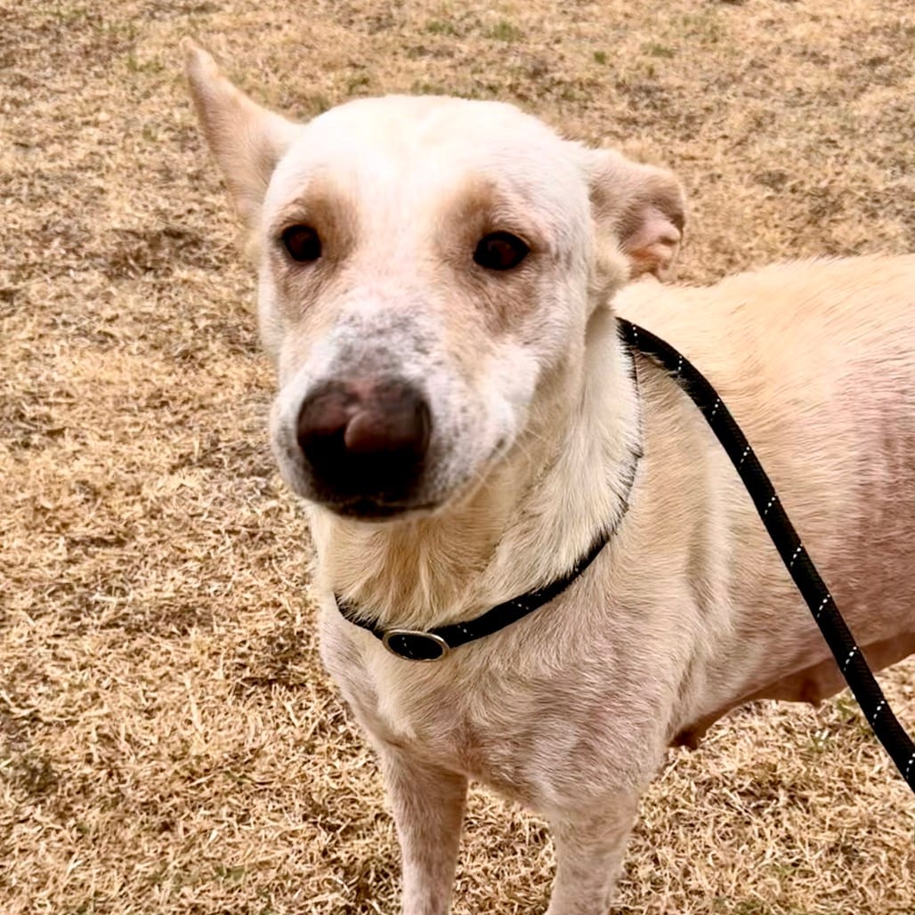 Photo of Kanga/63671, adoptable Cattle Dog, Australian (Red Heeler) / Mixed Breed (Medium) in Bend, Oregon