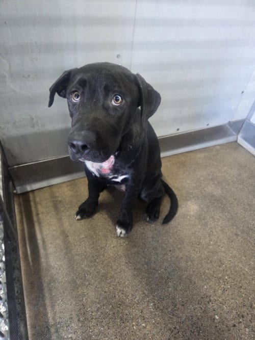 Photo of Daphne, adoptable Labrador Retriever in San Bernardino, California