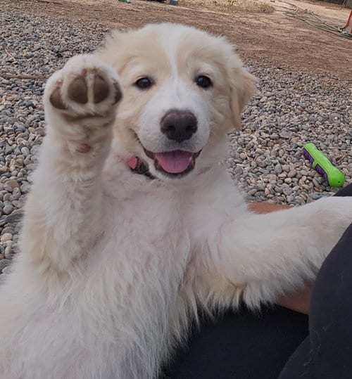 Photo of Frappe, adoptable Great Pyrenees in Peralta, New Mexico