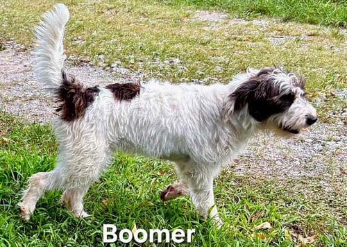 Photo of Boomer, adoptable Poodle (Standard) in Franklin, Tennessee