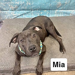 Photo of Mia, adoptable Labrador Retriever in East Hartford, Connecticut