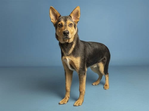 Photo of Rocky, adoptable German Shepherd Dog in Phoenix, Arizona