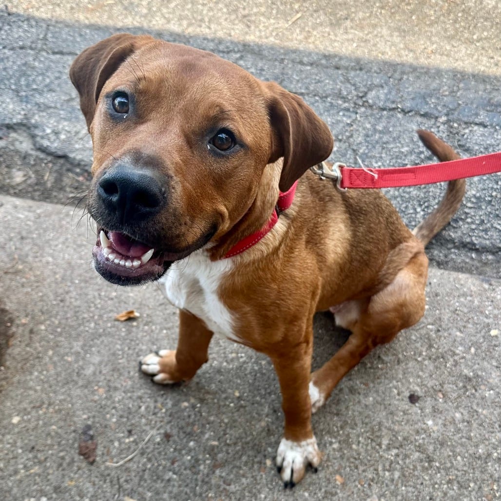 Photo of Amara FC MU, adoptable Mixed Breed (Large) in Union, Missouri