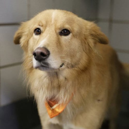 Photo of Storm, adoptable Australian Shepherd in San Antonio, Texas