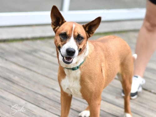 Photo of Addie, adoptable Australian Cattle Dog/Blue Heeler in Montgomery, Texas