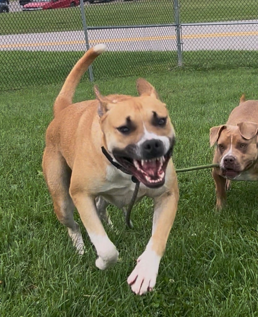 Photo of Phoebe, adoptable Mixed Breed in New Cumberland, West Virginia