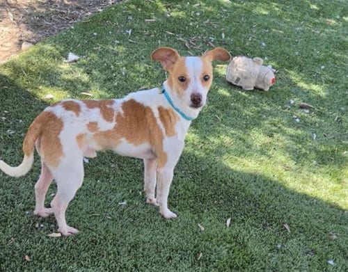 Photo of Hogan, adoptable Chihuahua in Santa Rosa, California