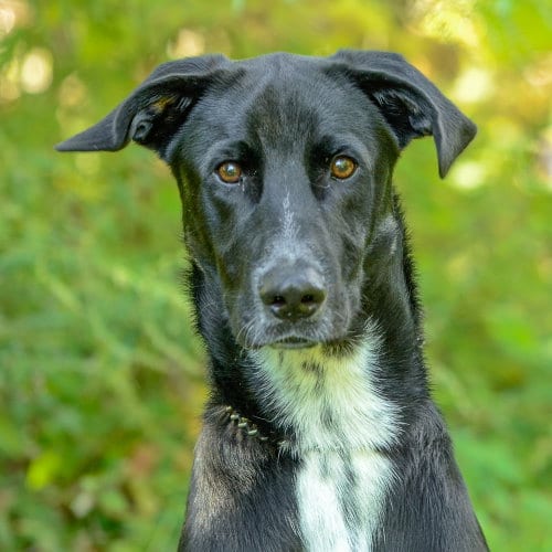 Photo of Chachi, adoptable Great Dane in Brick, New Jersey