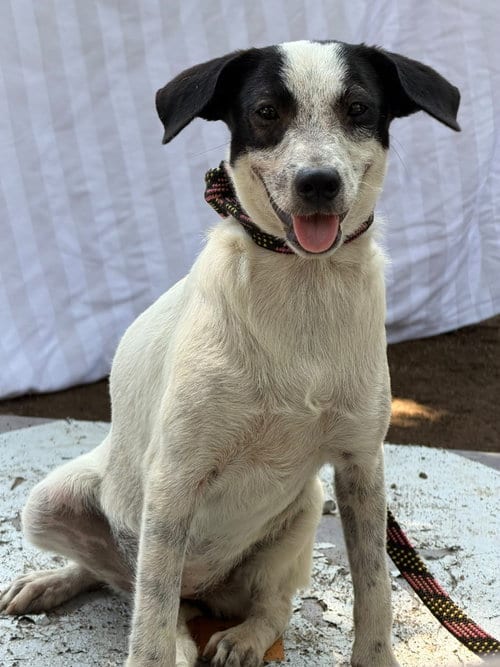 Photo of Lula, adoptable Fox Terrier in San Diego, California