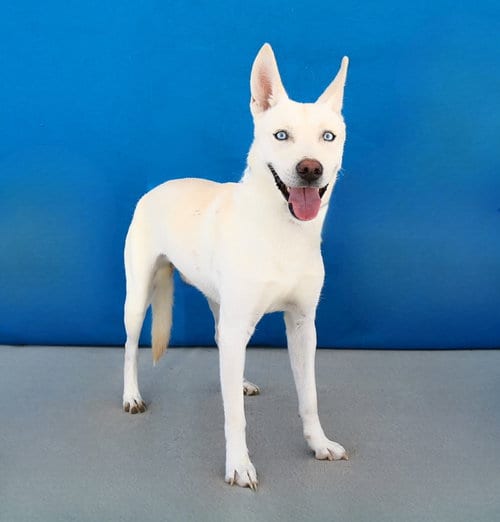 Photo of Cooper, adoptable German Shepherd Dog in Pasadena, California