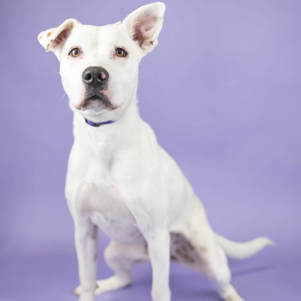 Photo of Rainy, adoptable Mixed Breed (Medium) in Portland, Oregon