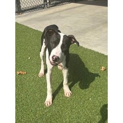 Photo of Mac, adoptable American Pit Bull Terrier in Baton Rouge, Louisiana