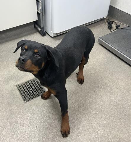 Photo of Apple, adoptable Rottweiler in HESPERIA, California