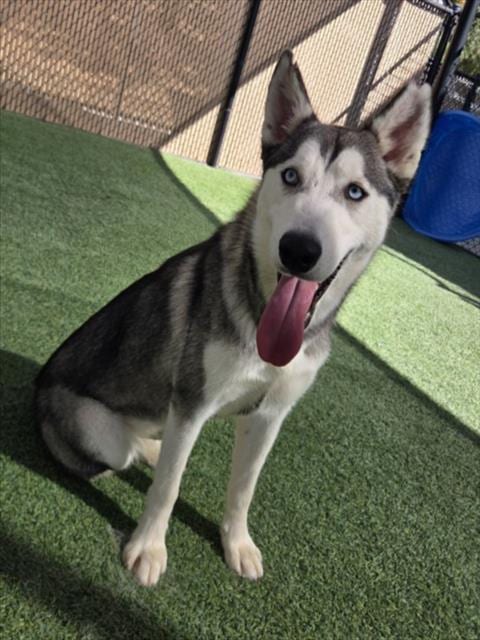 Photo of Parker, adoptable Siberian Husky in Norco, California
