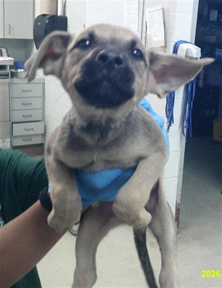 Photo of A480706, adoptable German Shepherd Dog in Oklahoma City, Oklahoma