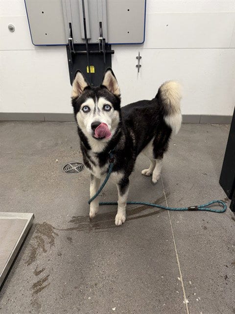 Photo of Peony, adoptable Siberian Husky in Mesa, Arizona