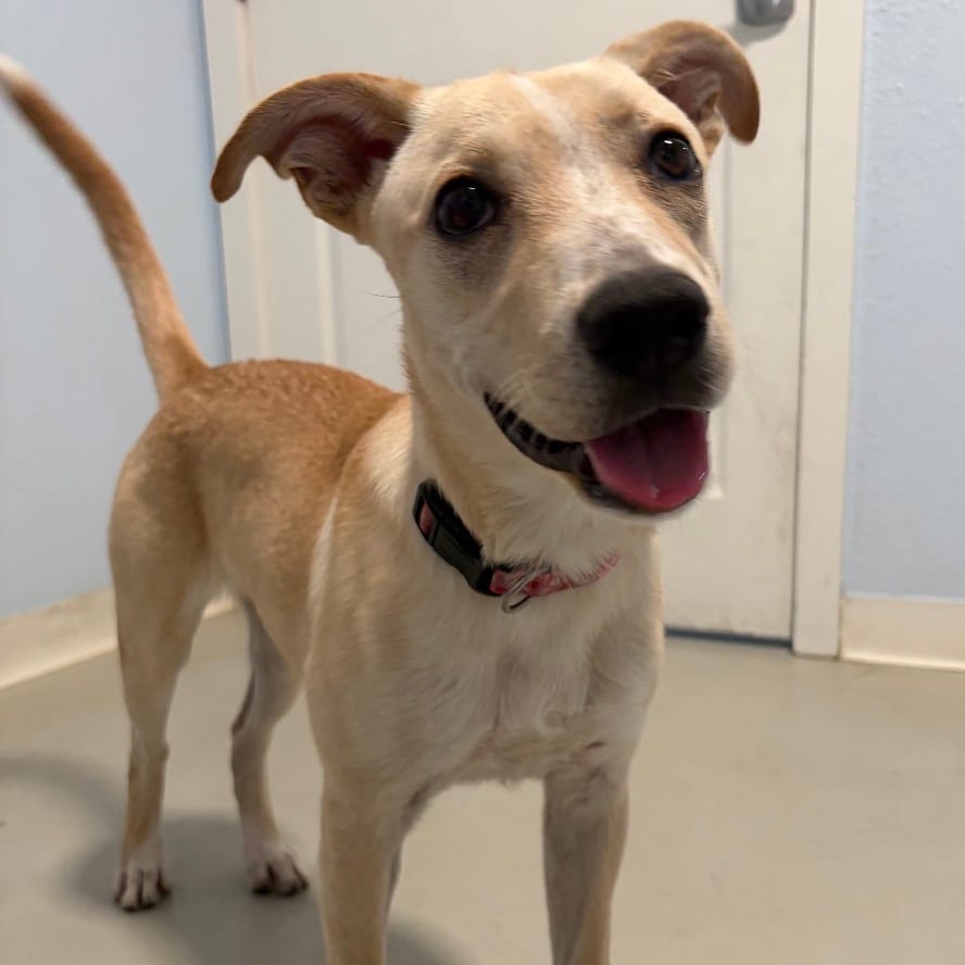 Photo of Jayden - Costa Mesa Location, adoptable Retriever, Labrador / Mix