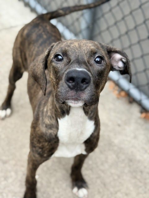 Photo of Maxi, adoptable American Pit Bull Terrier in Chicago, Illinois