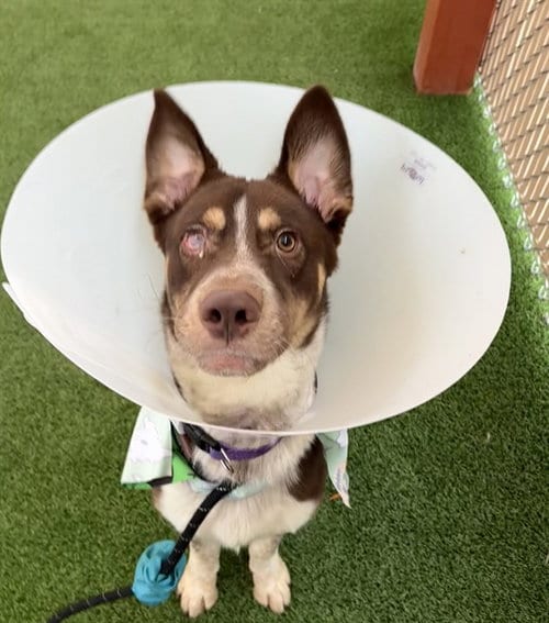 Photo of Prince Eric, adoptable Australian Kelpie in Phoenix, Arizona