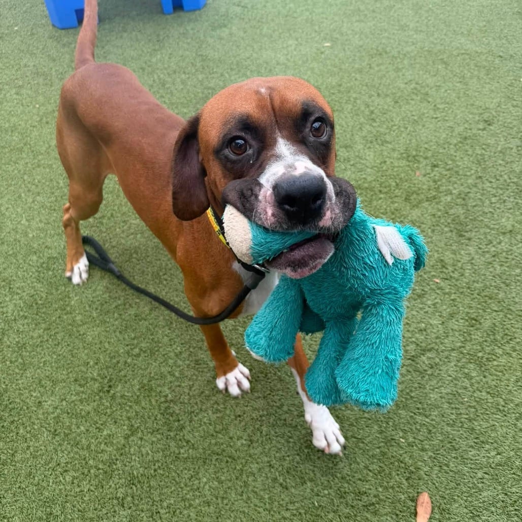 Photo of Bobby 15944, adoptable Boxer in Phoenix, Arizona