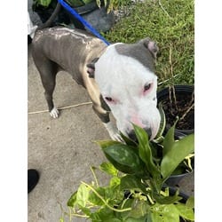 Photo of Elsa, adoptable Terrier (Unknown Type, Medium) in Doral, Florida