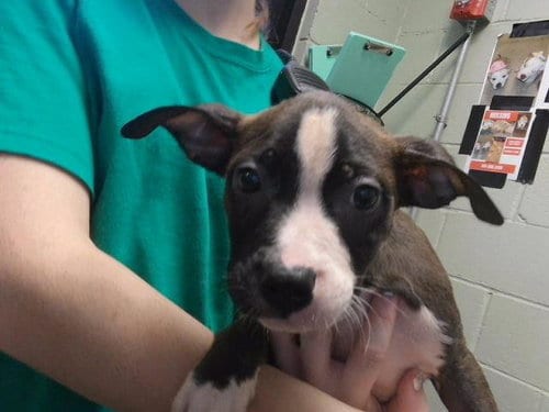 Photo of Kevin, adoptable Pit Bull Terrier in Tulsa, Oklahoma