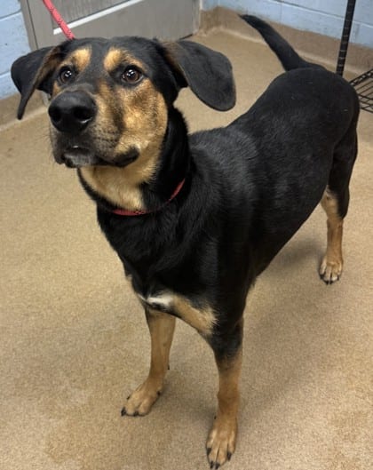 Photo of Dodger, adoptable dog in Chamblee, Georgia