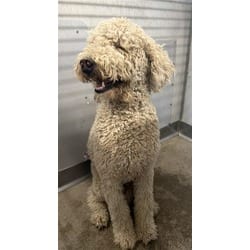 Photo of Juniper, adoptable Poodle (Standard) in San Bernardino, California
