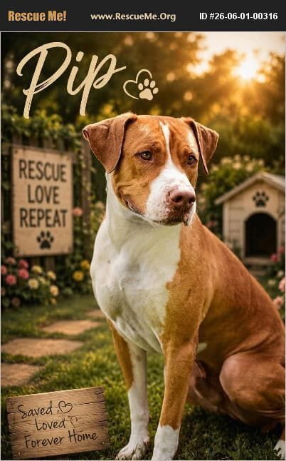 Photo of Pip, adoptable American Staffordshire Terrier in Benton, Pennsylvania