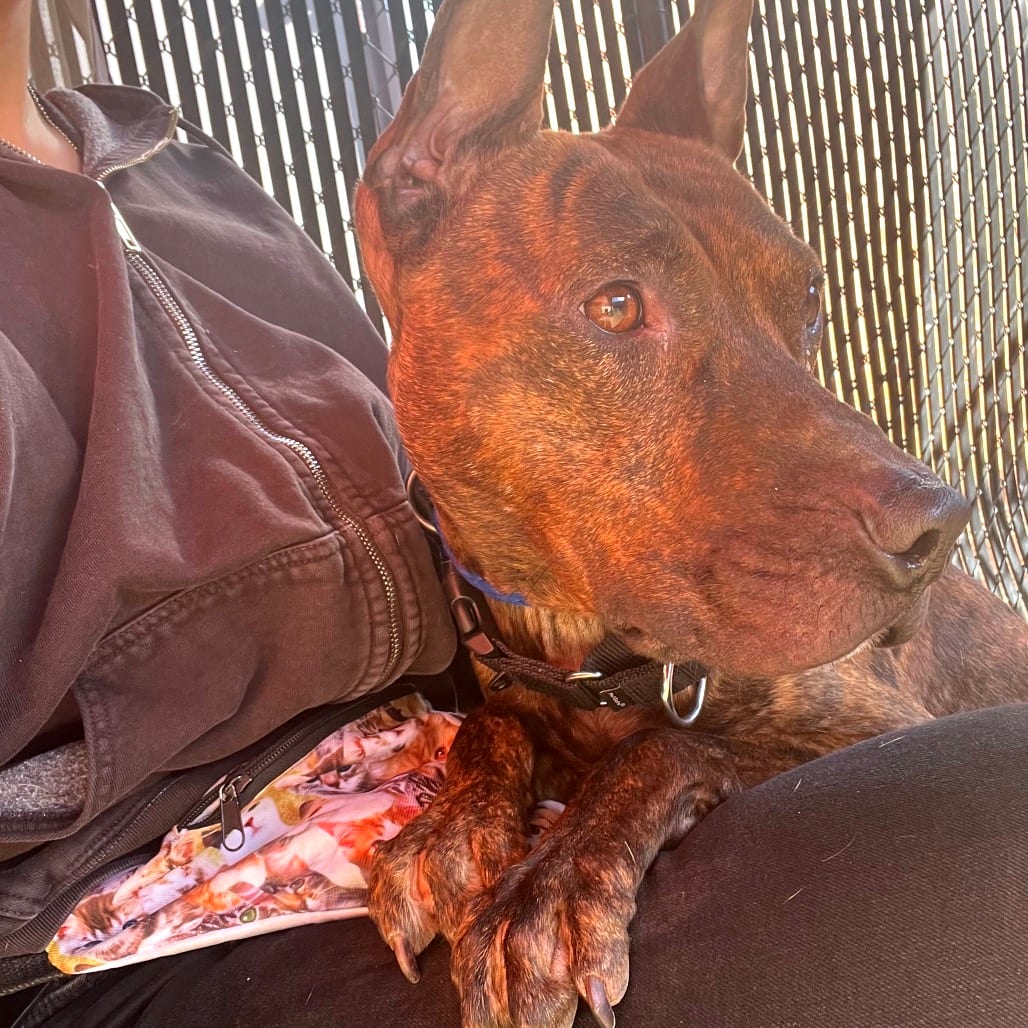 Photo of Chase, adoptable Terrier, Pit Bull in West Chester, Pennsylvania