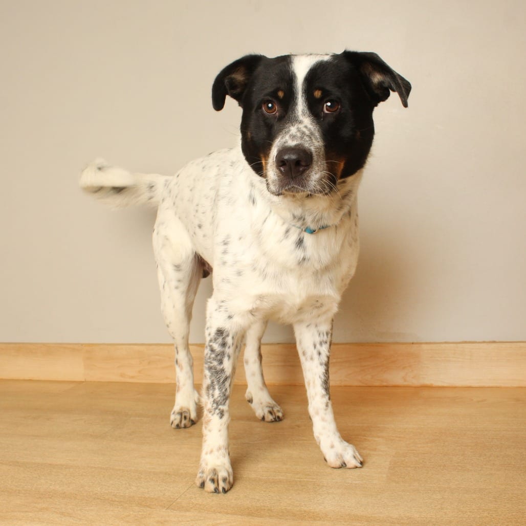 Photo of Mars D70684, adoptable Cattle Dog, Australian (Blue Heeler) / Retriever, Labrador in Minnesota, Minnesota