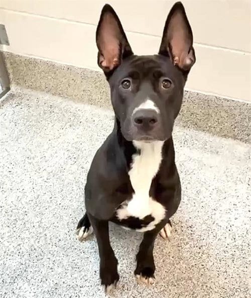 Photo of Coco, adoptable German Shepherd Dog in Houston, Texas