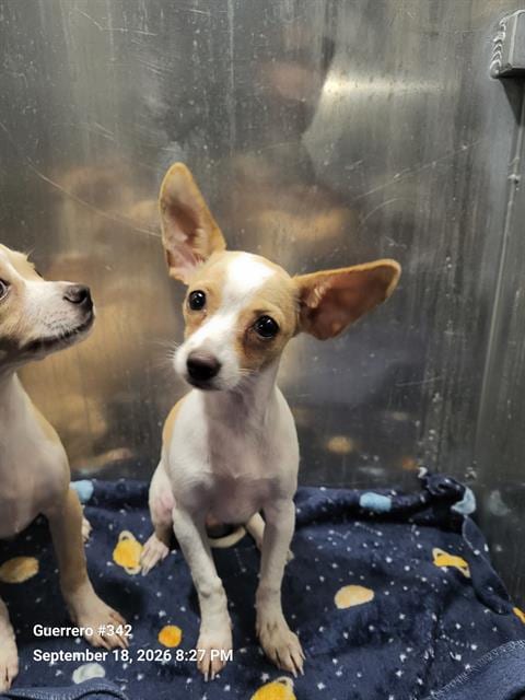 Photo of Finn, adoptable Chihuahua in San Antonio, Texas