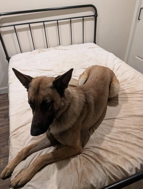 Photo of Scout, adoptable Belgian Shepherd Malinois in San Diego, California