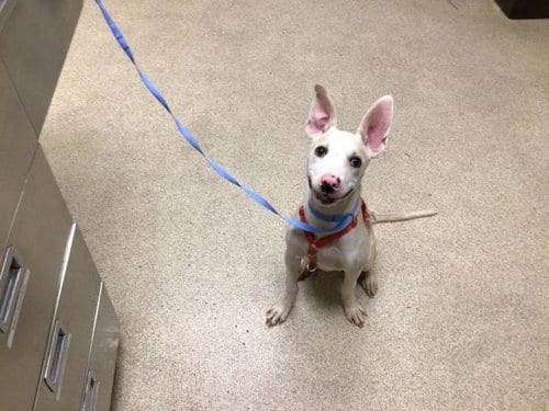 Photo of Dawson, adoptable Pit Bull Terrier in Riverside, California