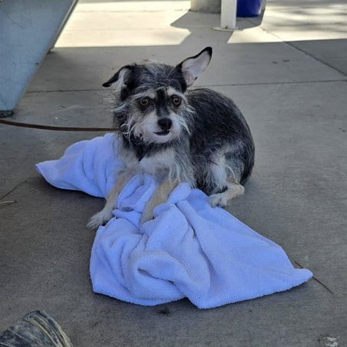 Photo of Buttercup, adoptable Terrier in Las Vegas, Nevada