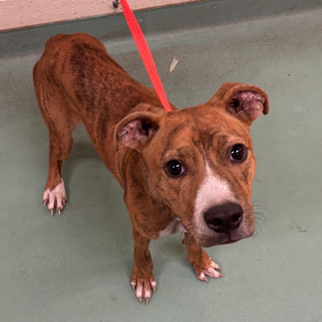 Photo of Neal, adoptable dog