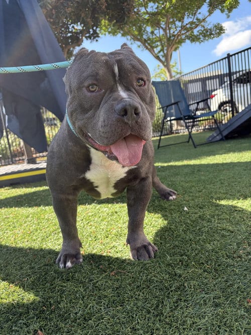 Photo of Chonk, adoptable American Staffordshire Terrier in San Jose, California
