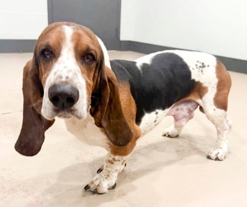 Photo of Walter, adoptable Basset Hound in Milmay, New Jersey